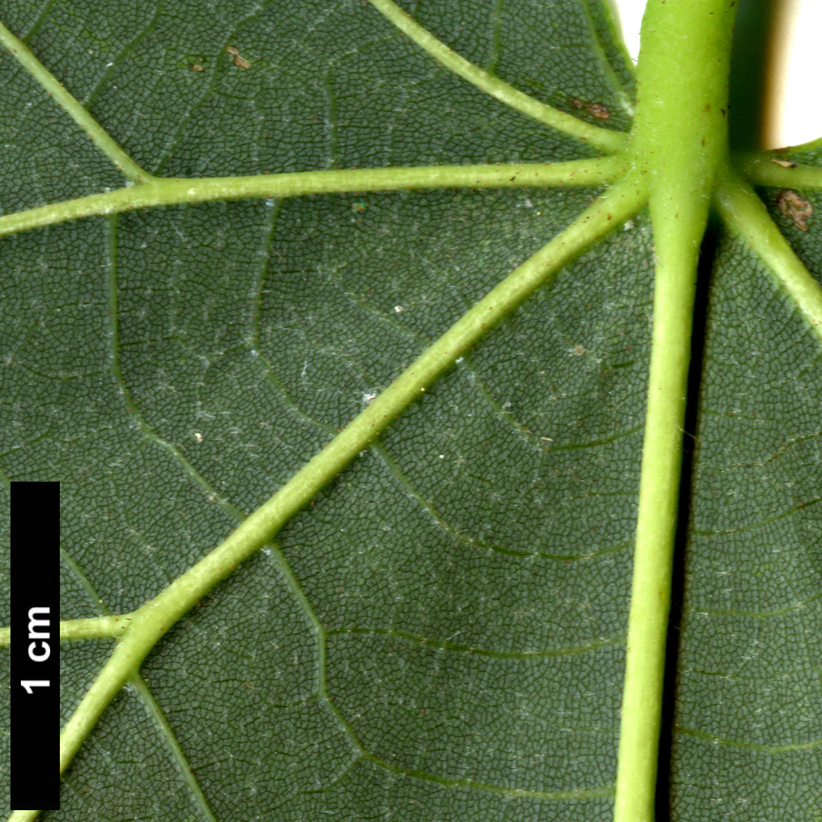 High resolution image: Family: Malvaceae - Genus: Tilia - Taxon: 'Moltkei' (T.americana × T. tomentosa 'Petiolaris')